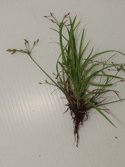 Fimbristylis