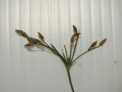 Fimbristylis