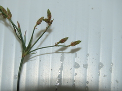 Fimbristylis