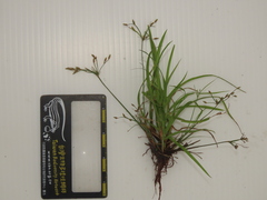 Fimbristylis
