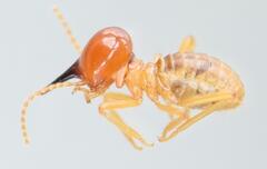 Trinervitermes trinervoides