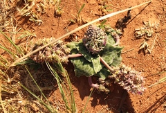 Ledebouria ovatifolia