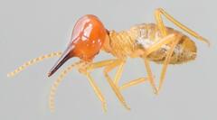 Trinervitermes trinervoides