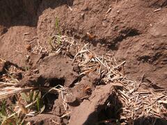 Trinervitermes trinervoides