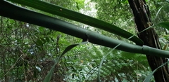 Flagellaria indica