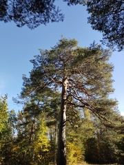 Pinus sylvestris