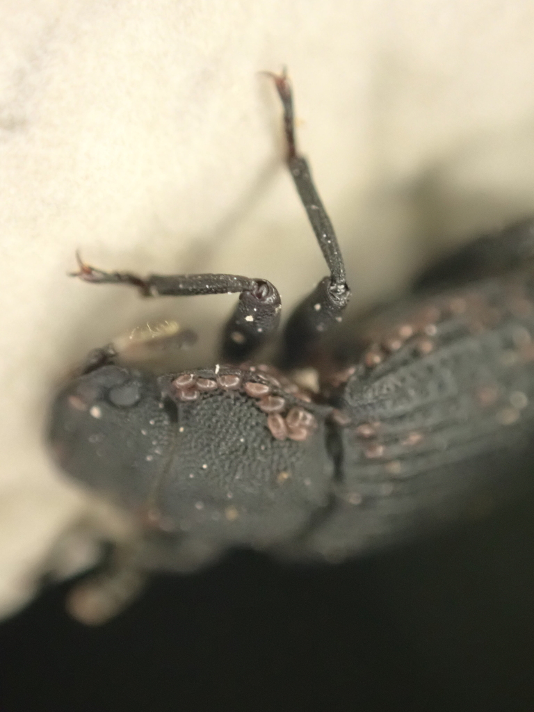 Boletoglyphus boletophagi