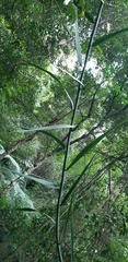 Flagellaria indica
