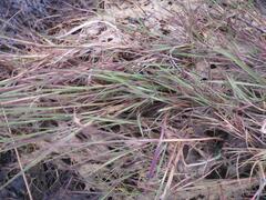 Paspalum distichum