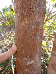 Cryptocarya longifolia