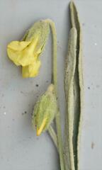 Hermannia lancifolia