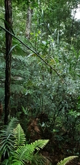 Flagellaria indica