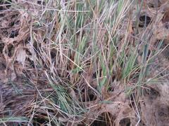 Paspalum distichum