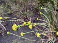 Pimelea flava flava
