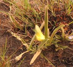 Hermannia lancifolia