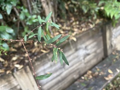 Pimelea axiflora axiflora