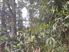 Pimelea axiflora axiflora