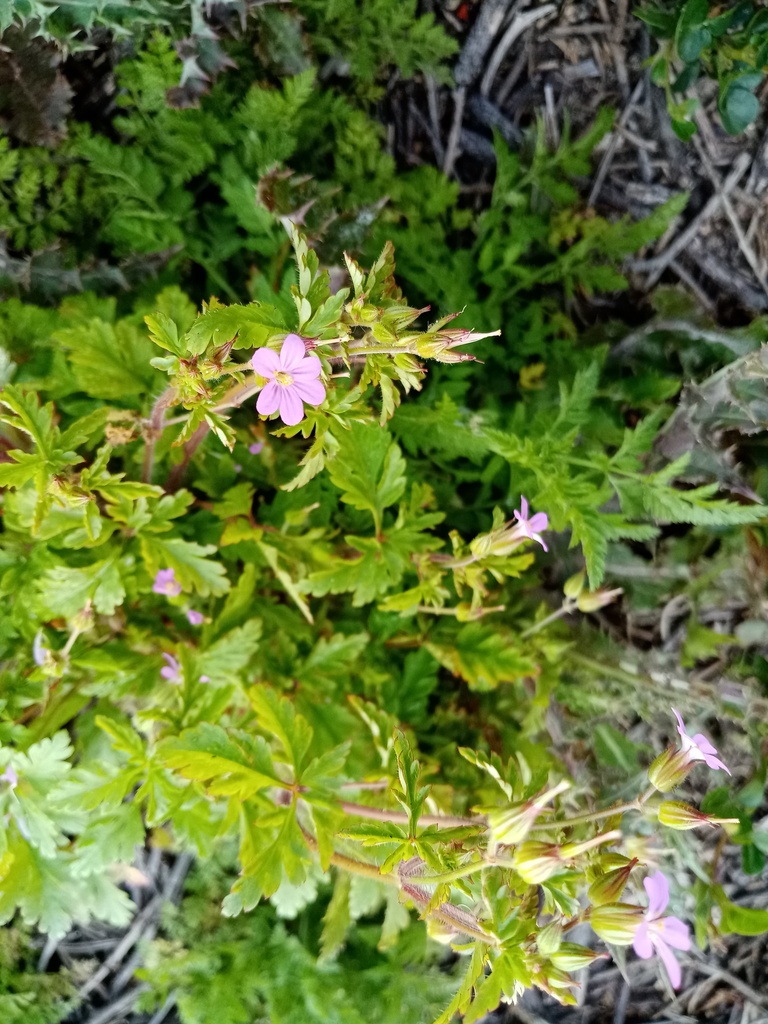 geraniums and cranesbills from Matroosfontein, Cape Town, 7490, South