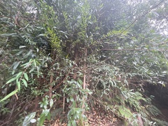 Pimelea axiflora axiflora