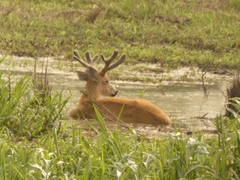 Blastocerus dichotomus