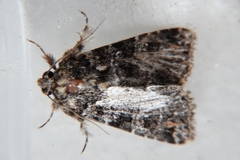 Callopistria latreillei