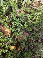Chenopodium betaceum