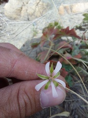 Pelargonium alchemilloides