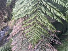 Cyatheales