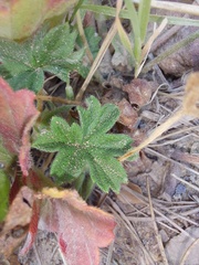 Pelargonium alchemilloides