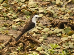 Fluvicola albiventer