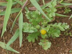 Grangea maderaspatana