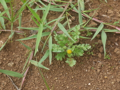 Grangea maderaspatana