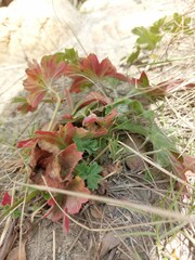 Pelargonium alchemilloides