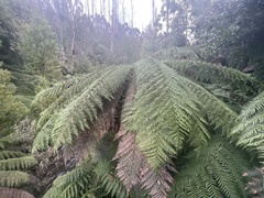 Cyatheales