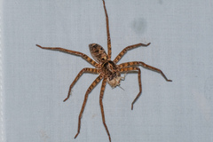 Heteropoda amphora
