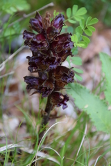 Orobanche