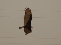 Cathartes burrovianus