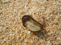 Barbatia
