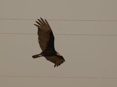 Cathartes burrovianus