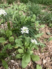 Diplotaxis erucoides