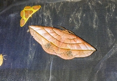 Sarcinodes vultuaria