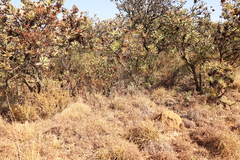 Protea caffra caffra