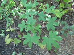 Kalopanax septemlobus