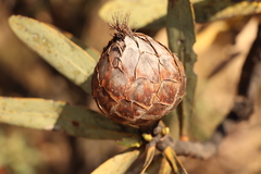 Protea caffra caffra