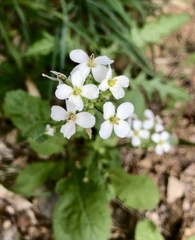 Diplotaxis erucoides