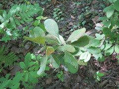 Berberis amurensis