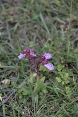 Anacamptis papilionacea