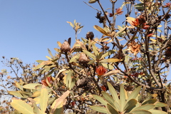 Protea caffra caffra