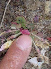 Oxalis algoensis