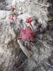 Crassula pubescens